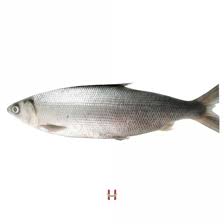 milk fish